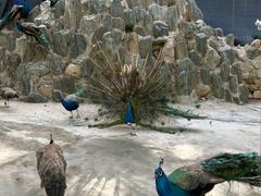 -王顺山国家森林公园