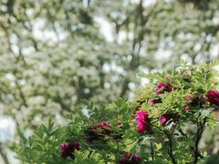 -国家植物园南园