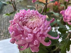 -杭州植物园