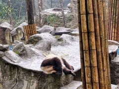-中国大熊猫保护研究中心雅安碧峰峡基地