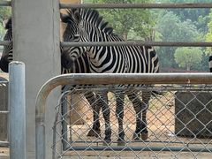 -石家庄市动物园