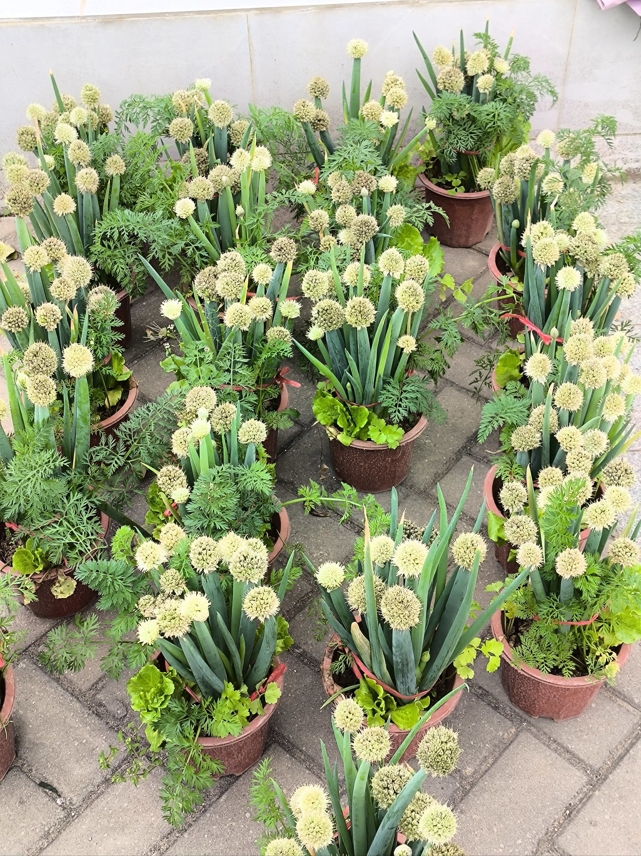 小盆栽|修身养性种盆栽00