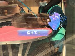 -恒幸动物医院·急重症转诊中心·神经内外科·CT核磁