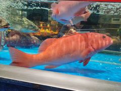 -炊江南·上海菜(国展华漕店)