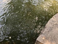 -西湖外事游船(花港观鱼码头)