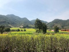 -新建村梅花