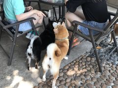 -柴犬高等学院·狗咖·柴犬售卖·宠物训练