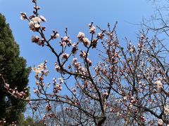-梅花山(明孝陵内)