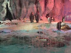 -帝企鹅自助餐厅•儿童岛•真企鹅(长隆企鹅酒店)