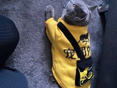 -翊宠yipet猫狗购宠庄园犬舍•猫舍