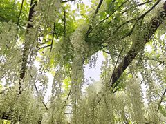 -嘉定紫藤园