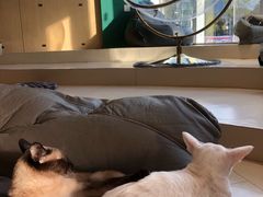 -飞行喵MR PILOT|猫舍·猫咖(静安大融城店)