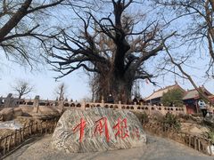 -大槐树寻根祭祖园
