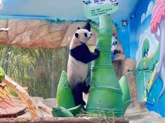 -广州长隆旅游度假区