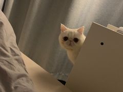 -猫大福·Fortune Cat猫舍(百子湾店)