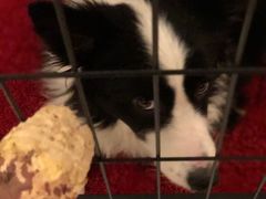 -牛品福潮汕牛肉火锅(旺庄店)