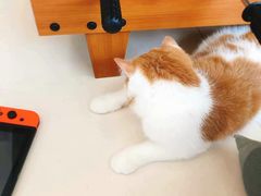 -飞行喵MR PILOT|猫舍·猫咖(静安大融城店)
