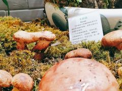 -蔼若春.传承三十年云南菜(金碧公园店)