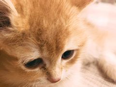 -飞行喵MR PILOT|猫舍·猫咖(静安大融城店)