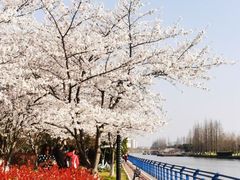 -高东镇樱花园
