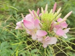 -上海滨江森林公园