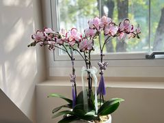 -花神·轻食简餐·咖啡馆·花卉绿植(荷兰花卉小镇店)