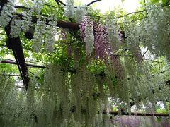 -嘉定紫藤园