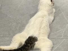 -松果猫咖(桐乡吾悦金街店)
