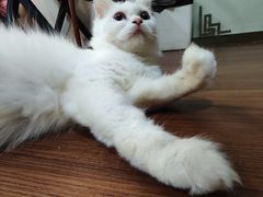 -楼上猫咖(罗湖店)