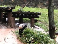 -都江堰中华大熊猫苑