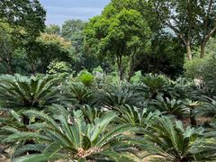 -深圳仙湖植物园