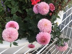 -深圳国际园林花卉博览园