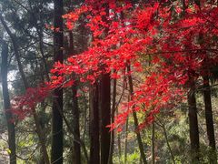 -天目山大树王景区