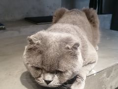 -浣熊柯尔鸭土拨鼠·电玩咖