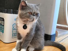 -啵啵喵·猫咖(攀华国际店)