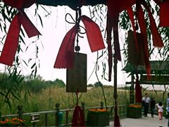 许愿树-处女泉风景名胜区
