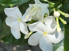 -富国岛翡翠湾 JW 万豪度假酒店