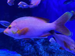 -海合安成都极地海洋公园