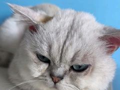 -瑞派福兴宠物医院犬猫全科·骨科·中西医结合(河东店)