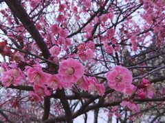 -香雪海