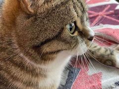 -喵屿·大理花园猫咖