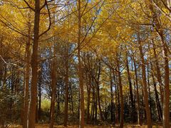 -昆山城市生态森林公园