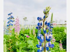 -天适樱花悠乐园