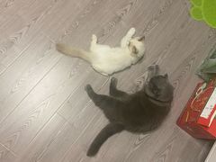 -Bastet sally猫舍购宠(静安店)