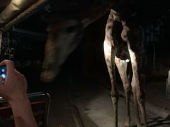-清迈夜间动物园