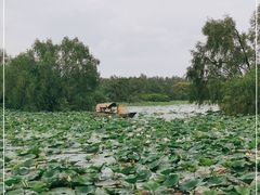 -大湾区中央湿地公园