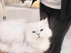 -共舞时光猫咖·狗咖(新街口店)