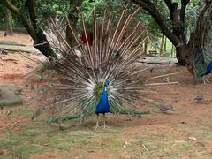 -泉州海丝野生动物世界