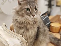 -楼上猫咖(罗湖店)