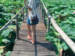 -洪湖生态旅游区